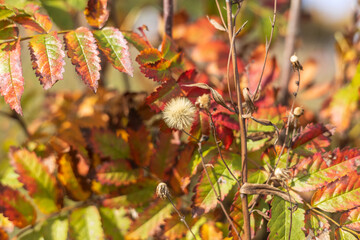 A dried flower in autumn against a background of orange rowan leaves. The beautiful yellow background of September and October.