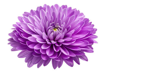 Vibrant Purple Chrysanthemum Flower with Green Leaves on Transparent Background – High-Resolution PNG
Close-Up of Detailed Purple Chrysanthemum Bloom with Realistic Lighting and Transparent Background