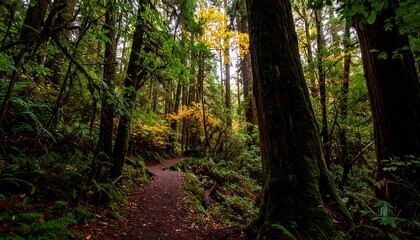 Lush forest path in autumnal light