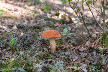 Orange aspen bolete, Leccinum aurantiacum in lat. on the forest floor, bright orange cap contrasting moss, leaves and twigs, evoking quiet autumnal foraging and woodland solitude,