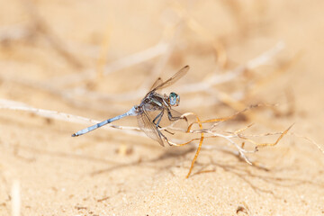 Descendiendo para el suelo esta Libélula Orthetrum chrysostigma