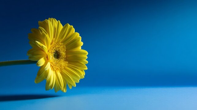 A vibrant yellow flower with layered petals stands sharply against a gradient blue backdrop transitioning from dark top 