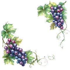 watercolor purple grape branch with leaves and clusters isolated png transparent background