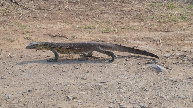 Afrikanische Tiere, Wasserwaran oder Nilwaran, genannt im Kr&uuml;ger National Park - Kruger Nationalpark S&uuml;dafrika