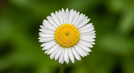 Obraz premium Beautiful White Daisy in Nature.