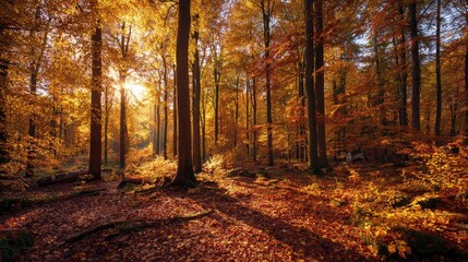 Obraz premium Autumn forest with colorful fall leaves and amber sunlight