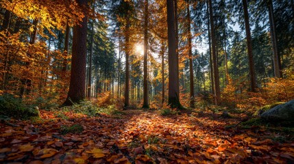 Obraz premium Autumn forest with colorful fall leaves and amber sunlight