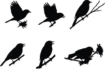 Bird silhouette vector collection featuring flying, perched, and singing birds on branches and flowers, ideal for wildlife, decorative, and nature artwork.