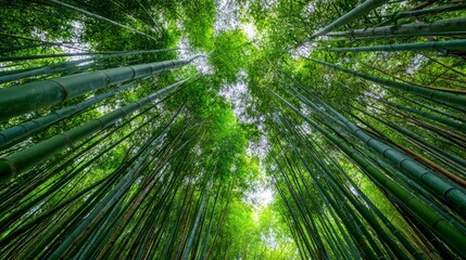 Bamboo forest grove with tall green stalks