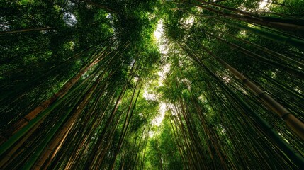 Bamboo forest grove with tall green stalks