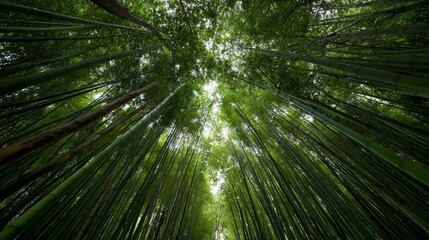 Bamboo forest grove with tall green stalks