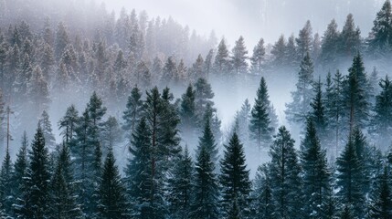 Dense boreal forest with snow-covered pine trees and winter fog
