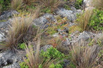wild vegetation at admirals arch at kangaroo island in australia 