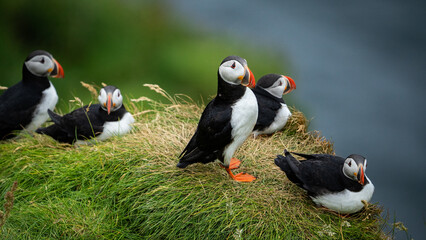 Atlantic puffin in Vestman Island.