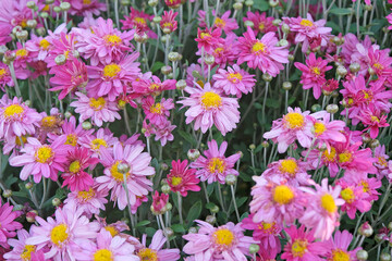 Pink Chrysanthemum, or mums ‘Herbstkuss’ in flower.