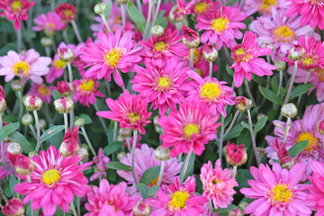 Pink Chrysanthemum, or mums ‘Herbstkuss’ in flower.