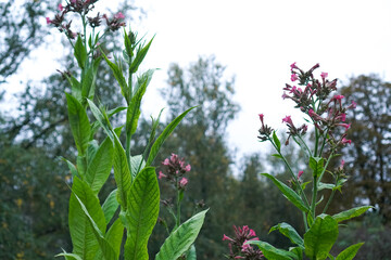 The top of a tobacco plant blooming with pink flowers in an ornamental plant nursery during a trip to Europe in autumn