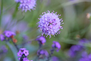 Fototapeta premium Purple ball Succisa Pratensis, Devil’s Bit Scabious, in flower.