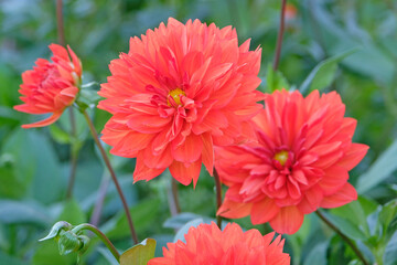 Orange decorative pinnate dahlia ‘stadt spremberg’ in flower. © Alexandra