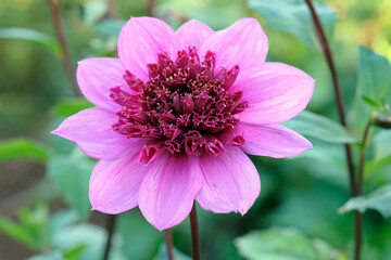 Obraz premium Purple Dahlia ‘Blue Bayou’ Powder Puff Anemone dahlia, in flower.