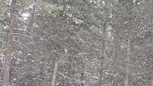 Heavy snow falling in pine and hemlock forest near Aspen Park, Colorado