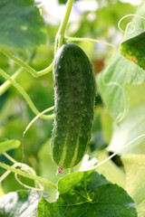 A ripe, pimply cucumber on a branch in a greenhouse among leaves on a sunny autumn day - vertical color photo, close-up