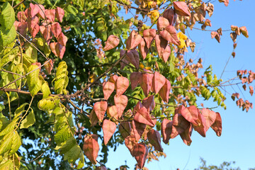 The red fruits of Koelreuteria paniculata ‘Rose Lantern’, also know as Pride of India tree.