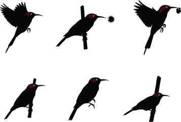 Collection of exotic sunbird vector silhouettes perched and flying on branches, detailed wildlife illustration for tropical nature, decoration, and design.