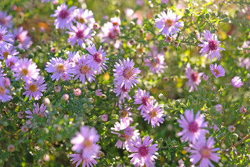 Lilac purple Symphyotrichum Aster or Michaelmas daisies ‘Coombe Fishacre’ in flower.