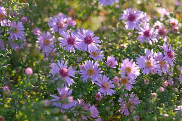Fototapeta premium Lilac purple Symphyotrichum Aster or Michaelmas daisies ‘Coombe Fishacre’ in flower.