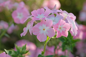 Fototapeta premium Pale pink Phlox drummondii grandiflora, or annual phlox, in flower.