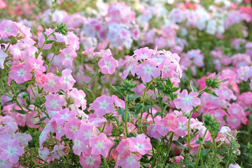 Fototapeta premium Pale pink Phlox drummondii grandiflora, or annual phlox, in flower.