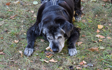 Close-up of the muzzle and paw of a large black gray-haired dog on grass