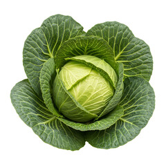 Fototapeta premium Round Green Cabbage with Water Droplets on Black Background vegetable produce