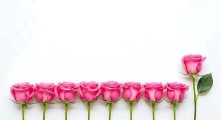 A row of pink roses with one rose standing apart, isolated on white background