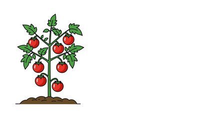 Illustration of a vibrant tomato plant with ripe red tomatoes growing on a white background, perfect for food and garden themes