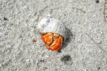 Hermit crab on a white sand beach in Maupiti, French Polynesia