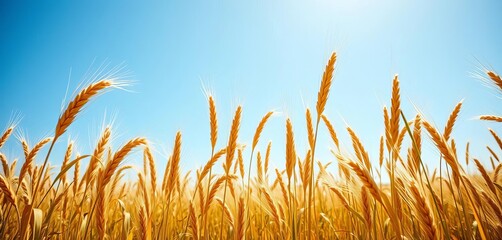 Golden wheat stalks sway gently in a summer breeze, under a vast blue sky,  agriculture,  abundance
