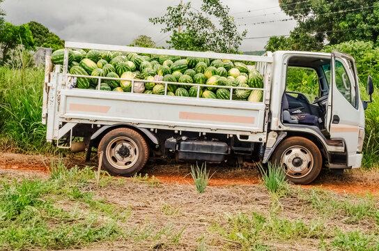 A Truck Filled with Harvested Watermelon