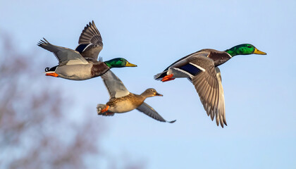 Obraz premium Two mallard ducks in synchronized mid-flight against autumn trees and blue sky—evoking grace, motion, and seasonal wildlife beauty.