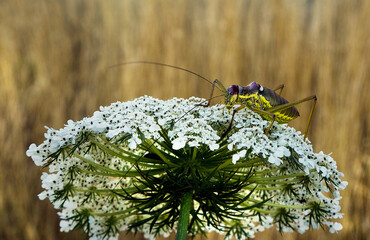 A large grasshopper on a wild carrot inflorescence.