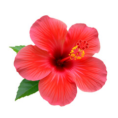 Fototapeta premium Red Hibiscus in Full Bloom – Symbol of Tropical Beauty, Vibrancy, and Natural Elegance
