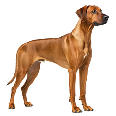 Obraz premium Rhodesian ridgeback side view png rhodesian ridgeback png dog side view png pet dog png hound dog png hunting dog png transparent background image
