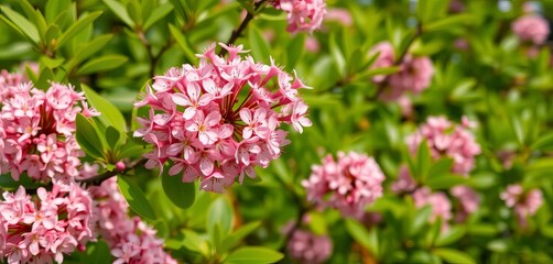 Delicate pink gum blossoms cluster against vibrant green foliage,  greenery,  wildflower