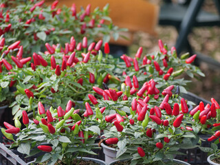 A Small Potted Chili Pepper Plant with Many Ripe Red Hot Peppers