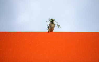 The red and white flag of Poland and a sparrow with a twig in its beak for building a nest.