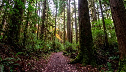 Lush forest path