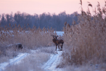 jelenie na drodze © Marcin