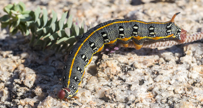Bruco Hyles euphorbiae, sfinge dell'euforbia