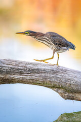 Green Heron Walking on a Log Above Water in Wetland Habitat